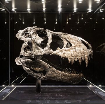 Dinofossielen t. rex fossiel in duitsland