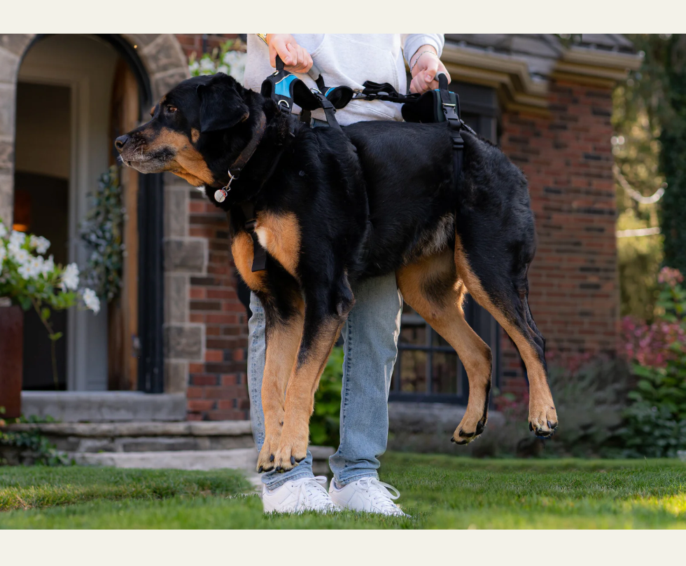 a person lifts a large dog with the help of a help 'em up harness