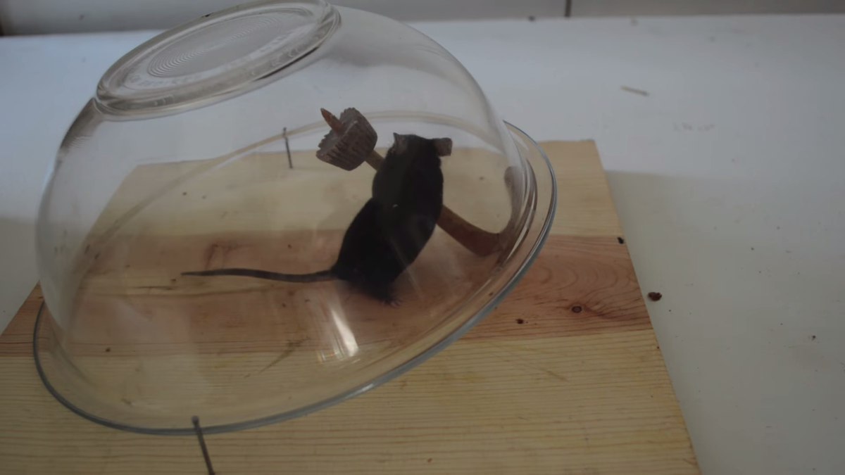 7 Common Mouse Trap Mistakes … & the Brilliantly Simple Tips That
