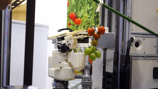 This Robot Picks Tomatoes As Well As You Ever Could