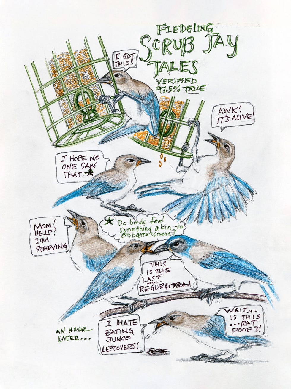 amy tan, backyard bird chronicles, fledeling scrub jay tales