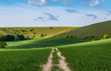 a chalk footpath running through a field and the rolling green hillocks of the south downs