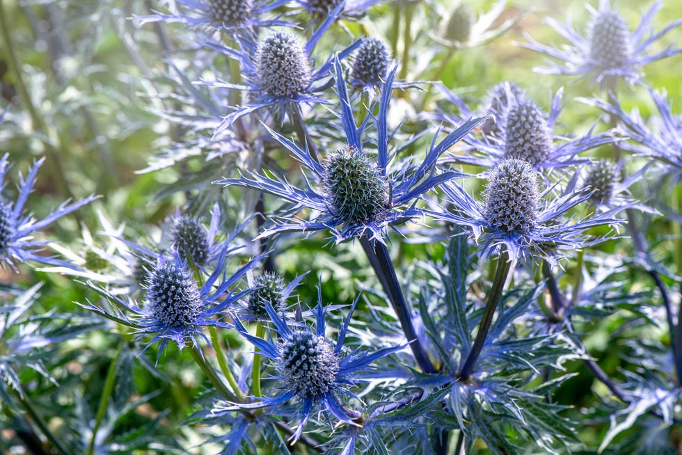 closeup image of the summer flowering vibrant flowers of eryngium zabelii aposbig blueapos also known as sea holly