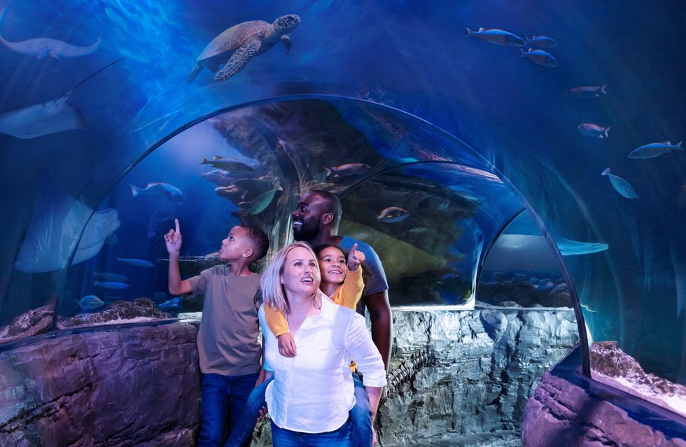 un grupo de personas caminando por el túnel oceánico en un acuario de vida marina