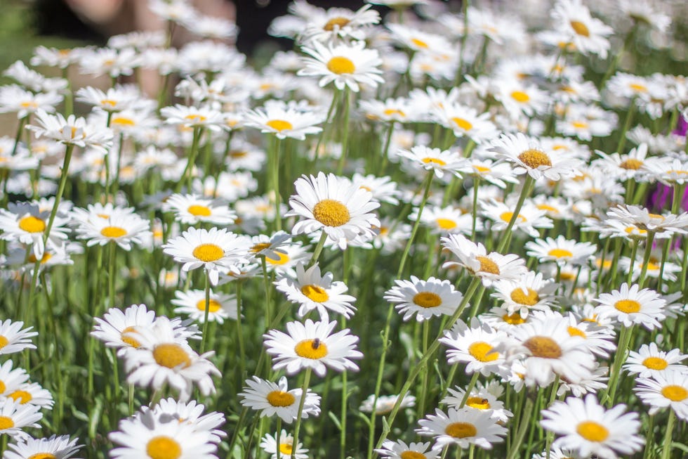 best perennials   shasta daisies