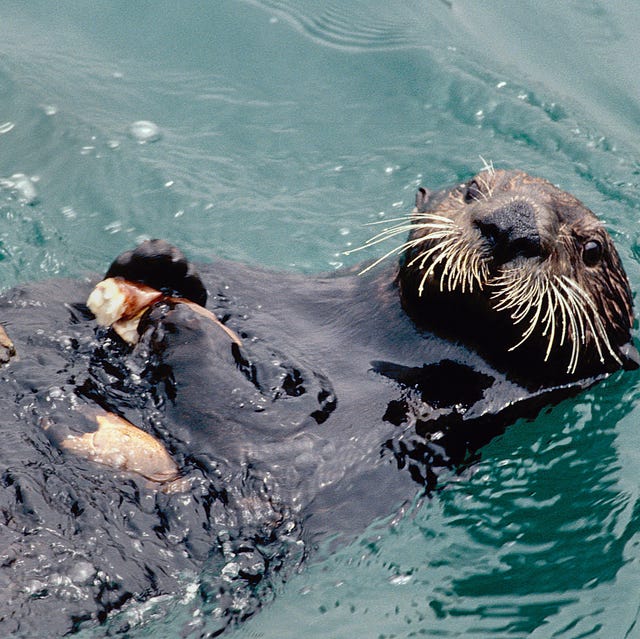 sea otter uses stone for cracking and eating crab