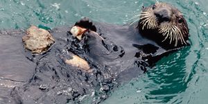 sea otter uses stone for cracking and eating crab