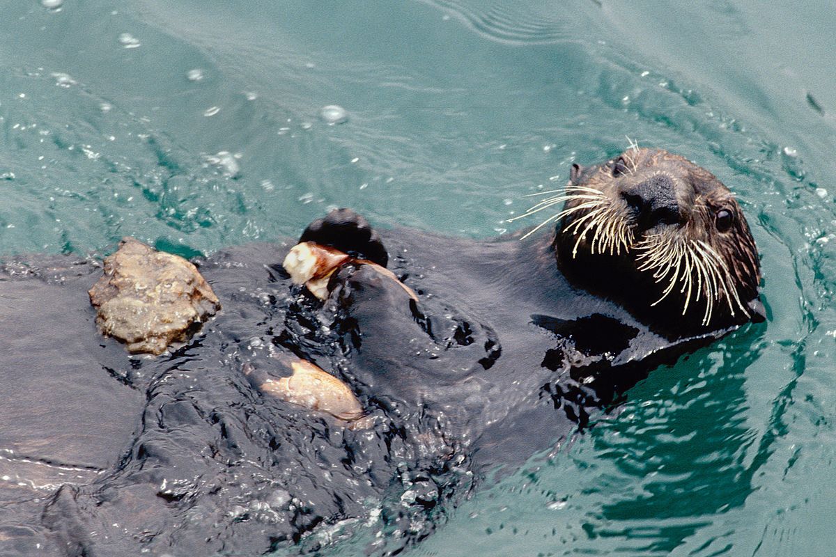 sea otter uses stone for cracking and eating crab