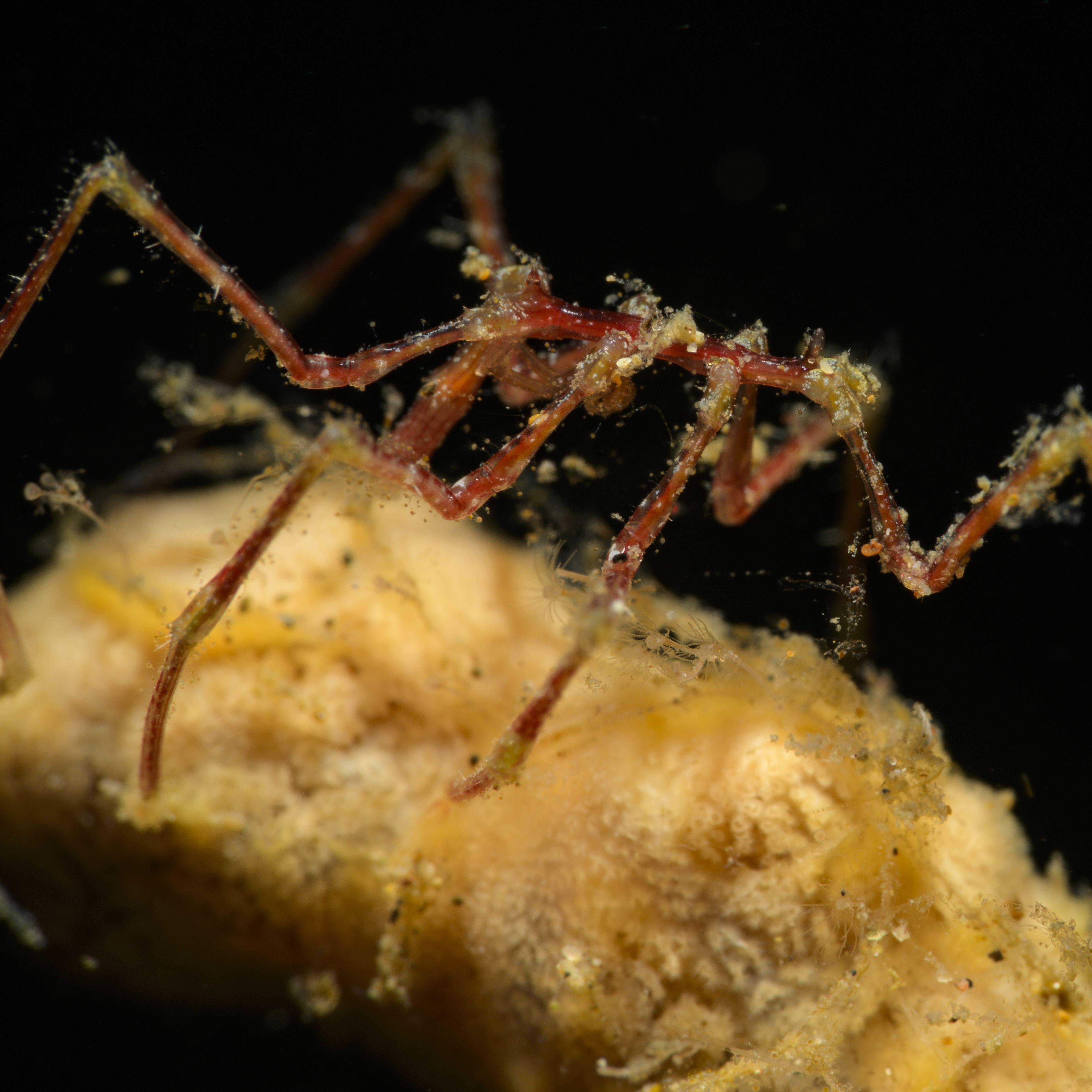 3,000 Feet Beneath the Ocean, Scientists Found Spiders With a Hidden Superpower