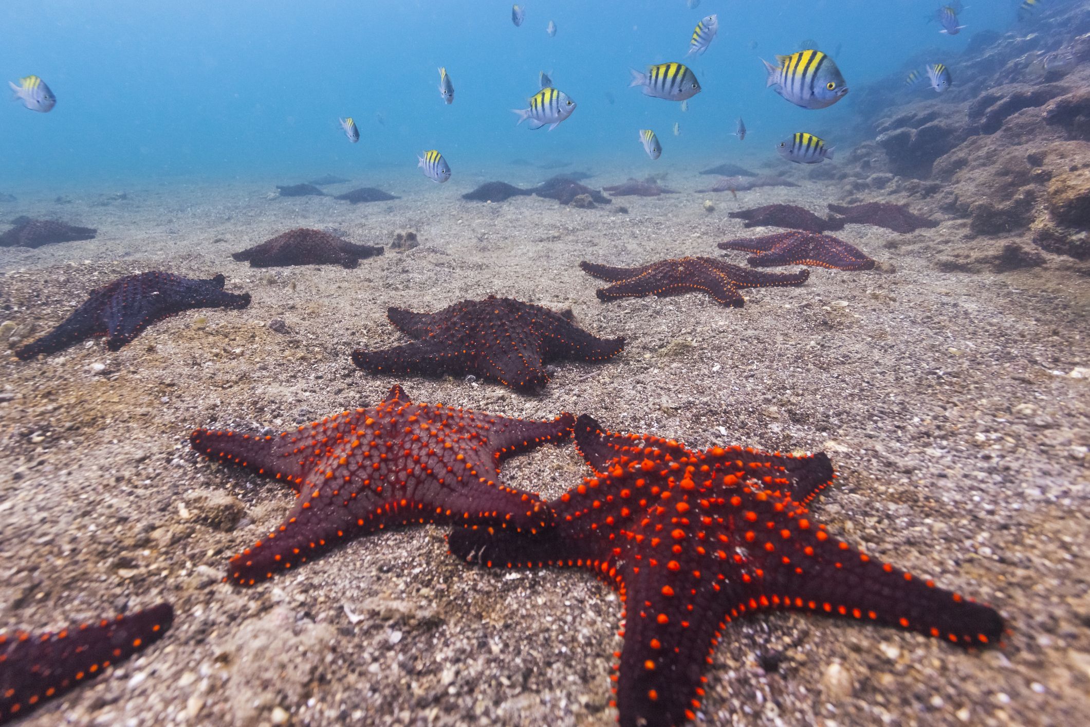 Scientists finally work out where a starfish's head is - BBC Science Focus  Magazine