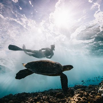 een schildpad en duiker in zee