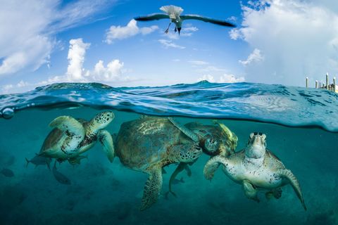 Een groep zeeschildpadden zwemt bij een kade op de Bahamas In de tijd van Christoffel Columbus waren er zo veel van deze dieren dat het leek of het schip erop zou vastlopen Inmiddels worden zes van de zeven zeeschildpadsoorten gezien als kwetsbaar bedreigd of ernstig bedreigd