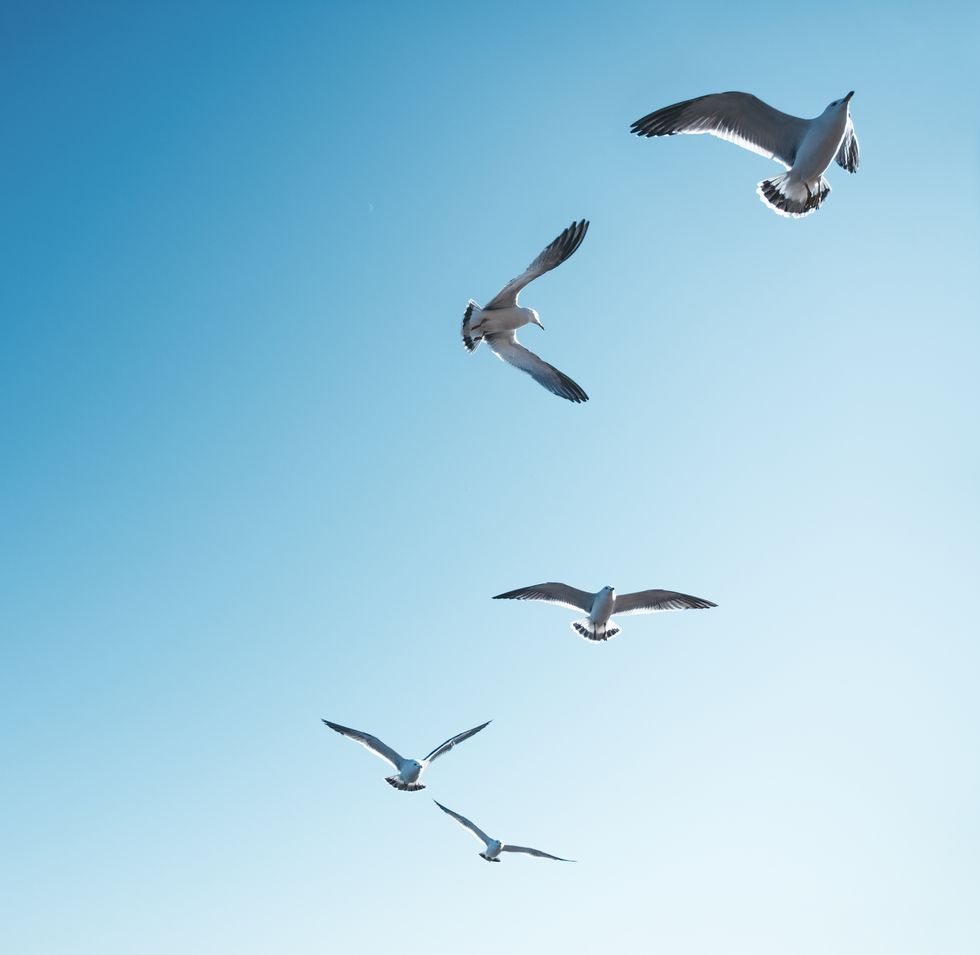 seagulls flying in the sky
