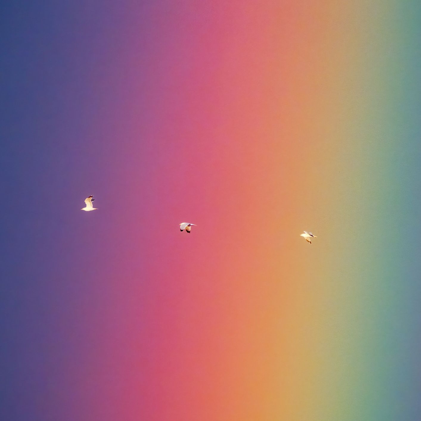 seagulls flying over a rainbow, telephoto lenswild life