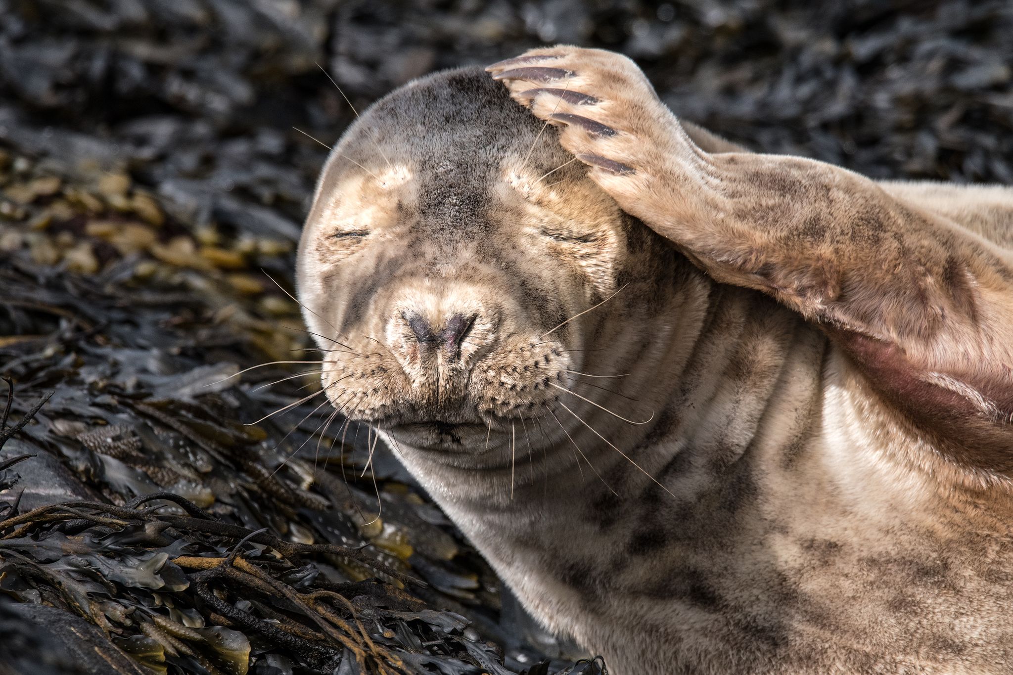 Seal - hangover - Mike Radcliffe Photography