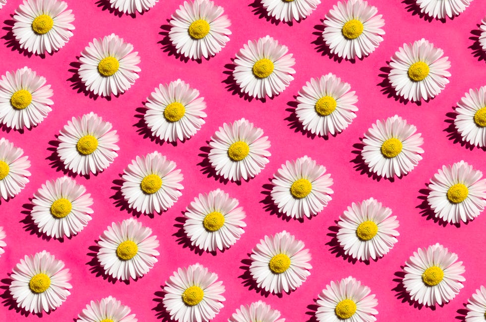 seamless pattern of white daisies on pink background