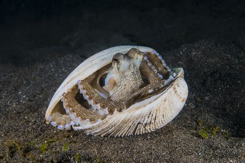 SeaShell and Octopus