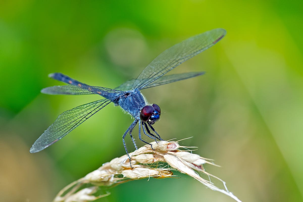 Do Dragonflies Bite or Sting Humans? - Dragonfly Bites, Explained