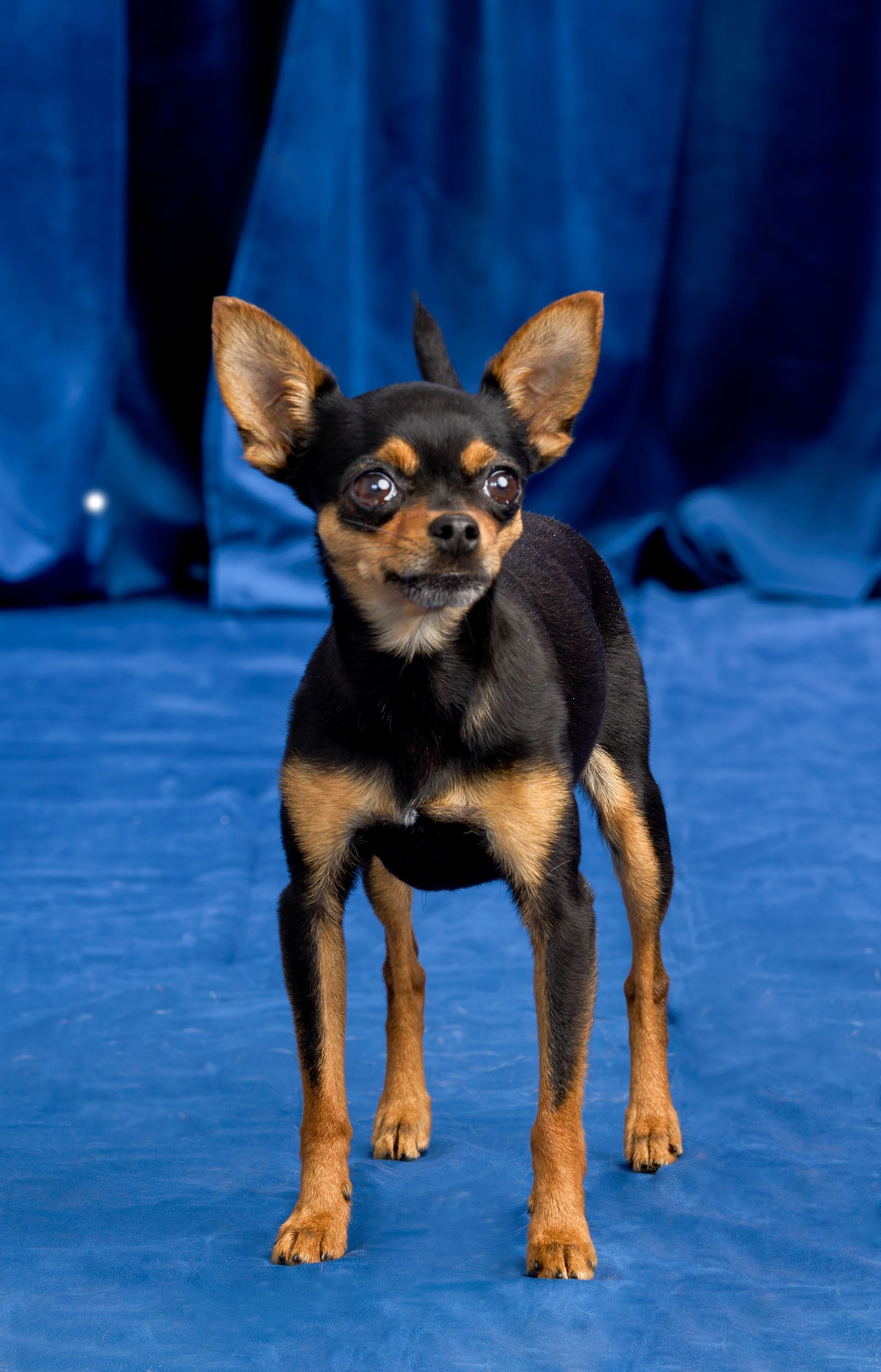 Most wanted small dog breeds hotsell