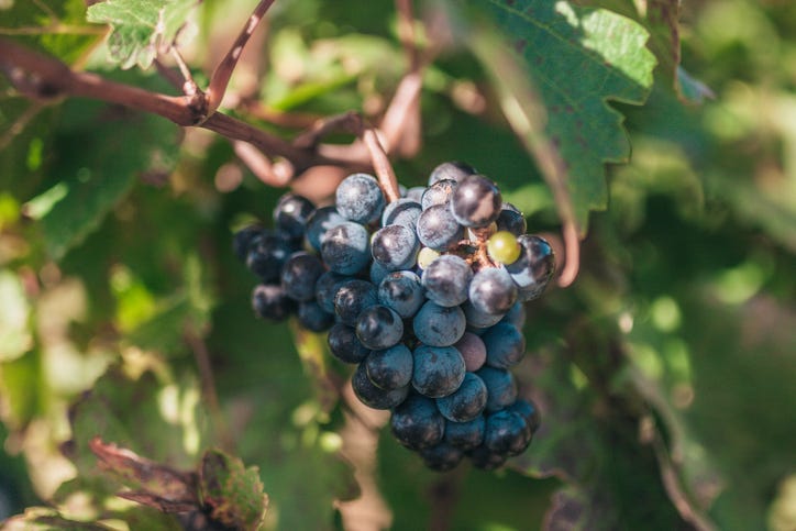 French vineyard
