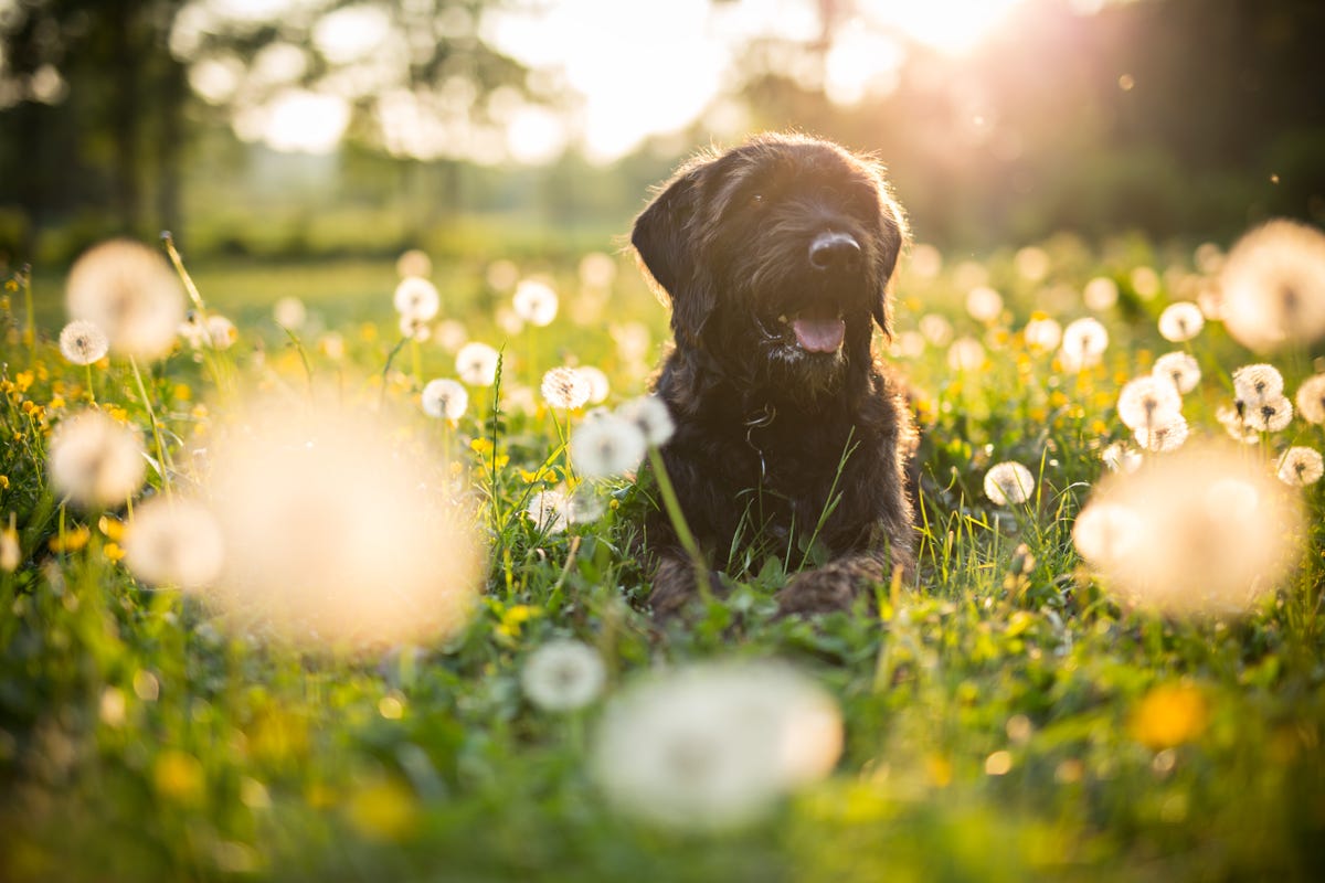 6 signs your dog has seasonal allergies — and what you can do to help