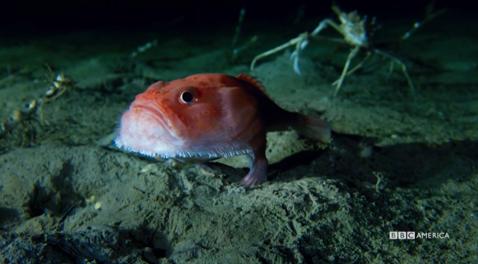 The Coolest Creatures You Meet in Blue Planet II - Planet Earth Blue Planet The Coolest Creatures You Meet in Blue Planet II - Planet Earth Blue Planet