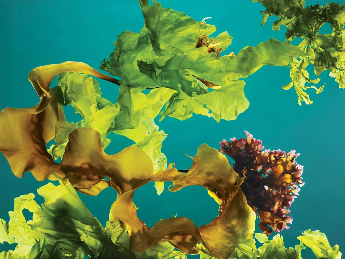 Een mix van kelp Iers mos en zeesla die voor de kust van Maine werd geoogst
