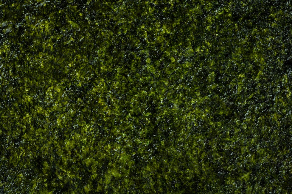 alga nori