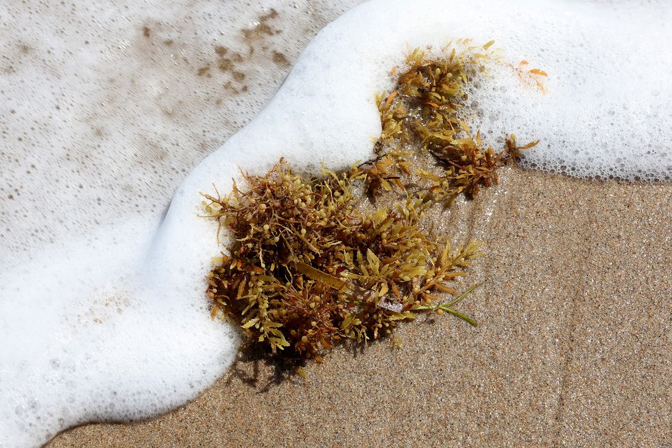 large algae bloom in atlantic ocean makes way to florida beaches