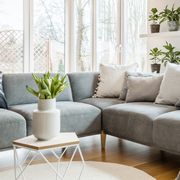 grey sectional sofa with pillows and throw blanket in modern living room with green plants