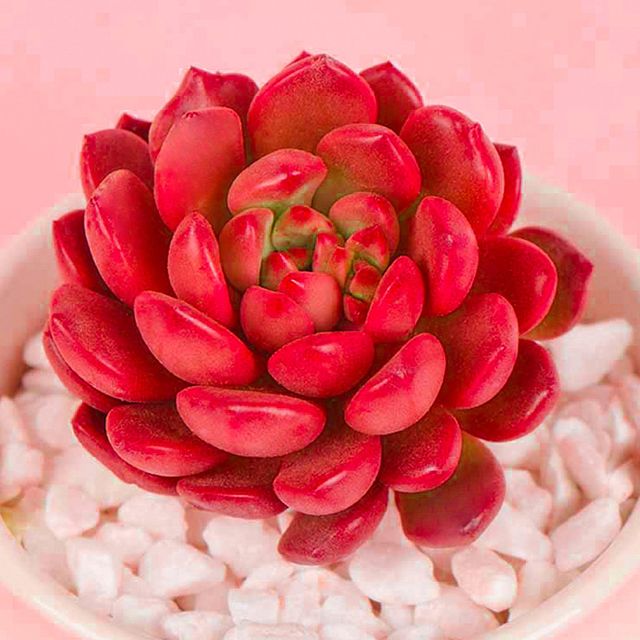 sedeveria pink ruby succulent plant