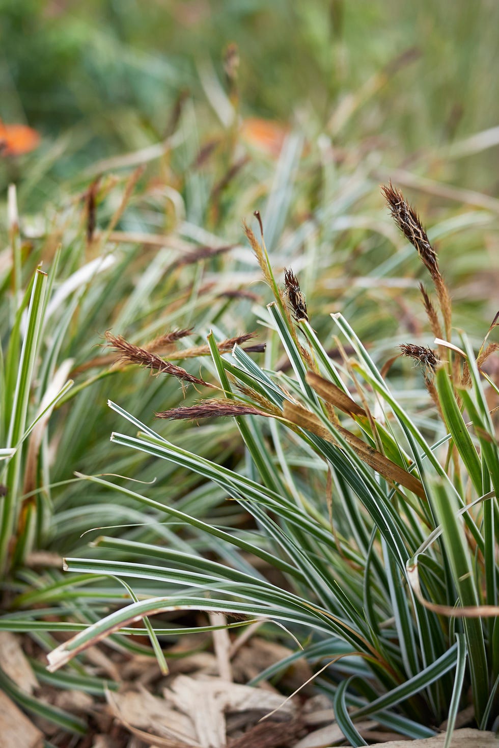 11 Best Ornamental Grasses Tall And Dwarf Ornamental Grasses