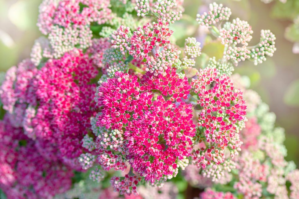 sedum flowers