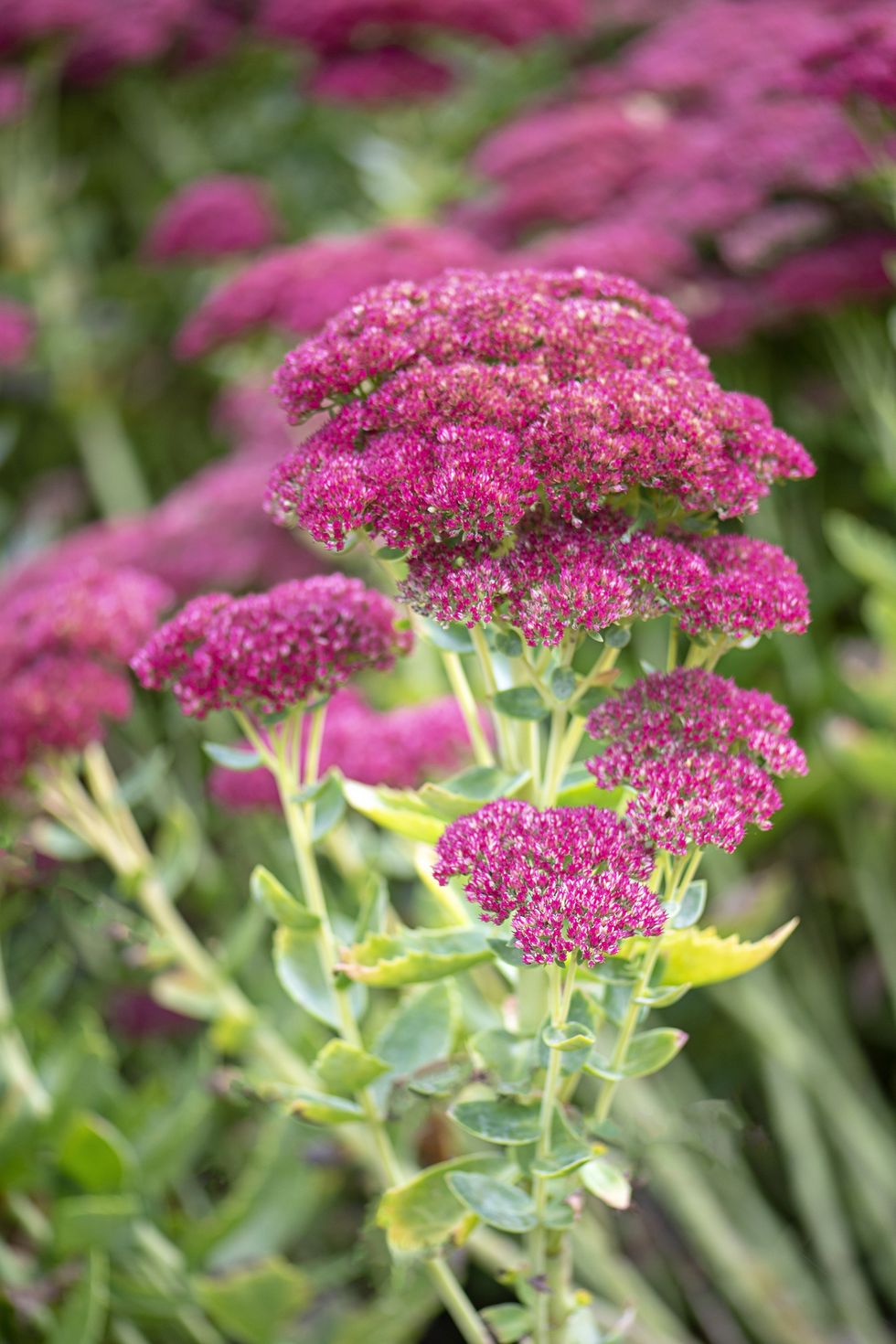 close up of sedum fall flowers to plant in autumn gardens