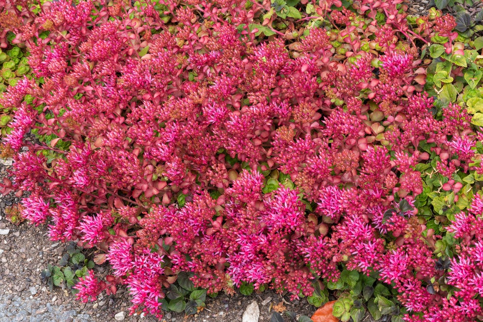 sedum spurium