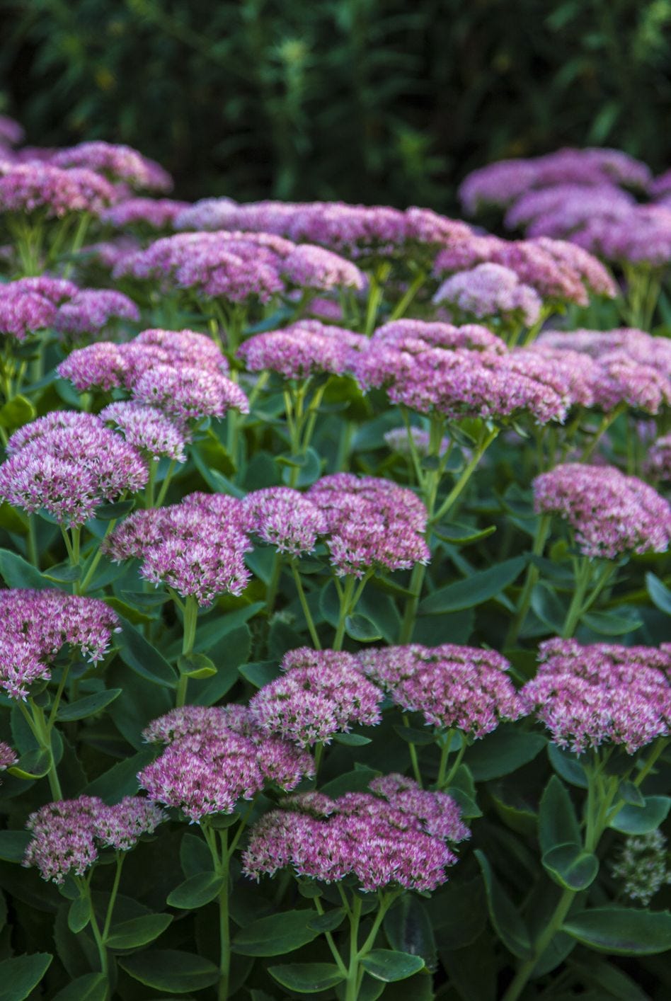 fall flowers sedum elle decor