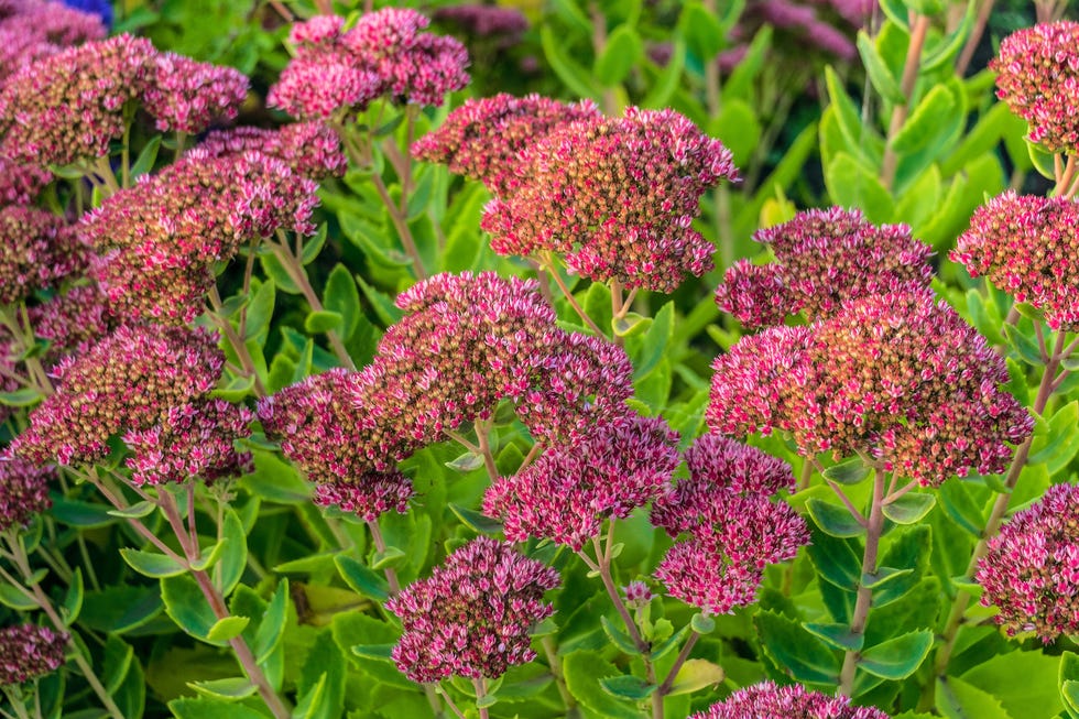 sedum with pink flowers