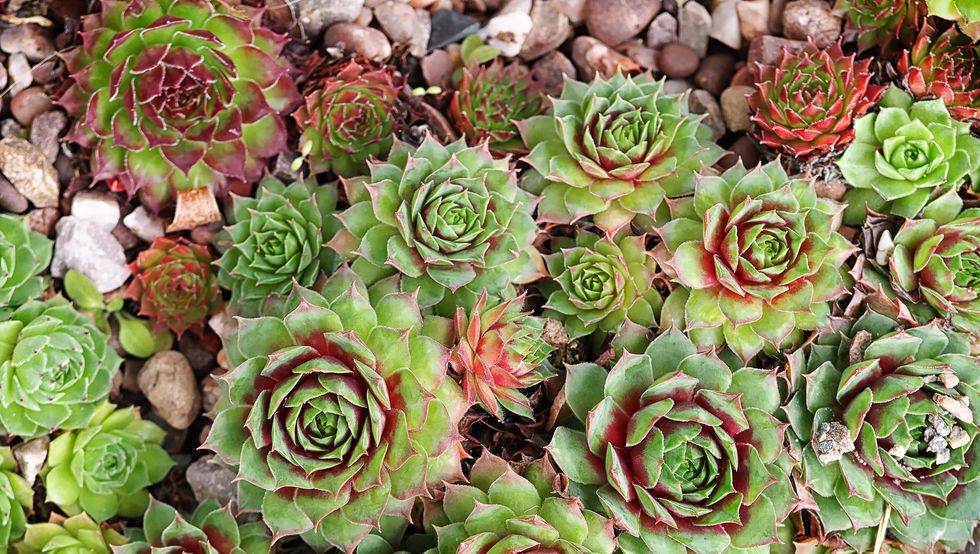 sedums macro image