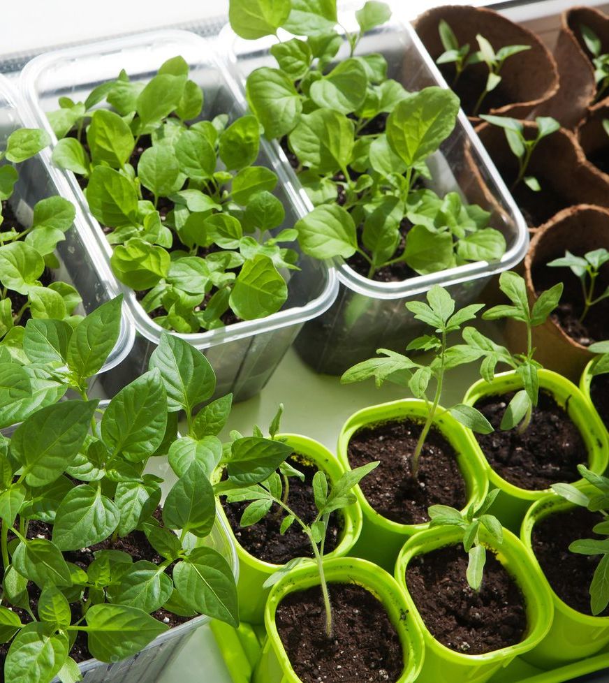 8 Cute Container Salad Gardens So You Can Grow Greens Anywhere