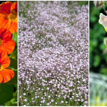 The Flower Trend Predictions For 2024, According To Bloom & Wild