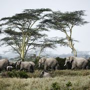 Elephant, Wildlife, Elephants and Mammoths, Terrestrial animal, African elephant, Herd, Safari, Indian elephant, Savanna, Nature reserve, 