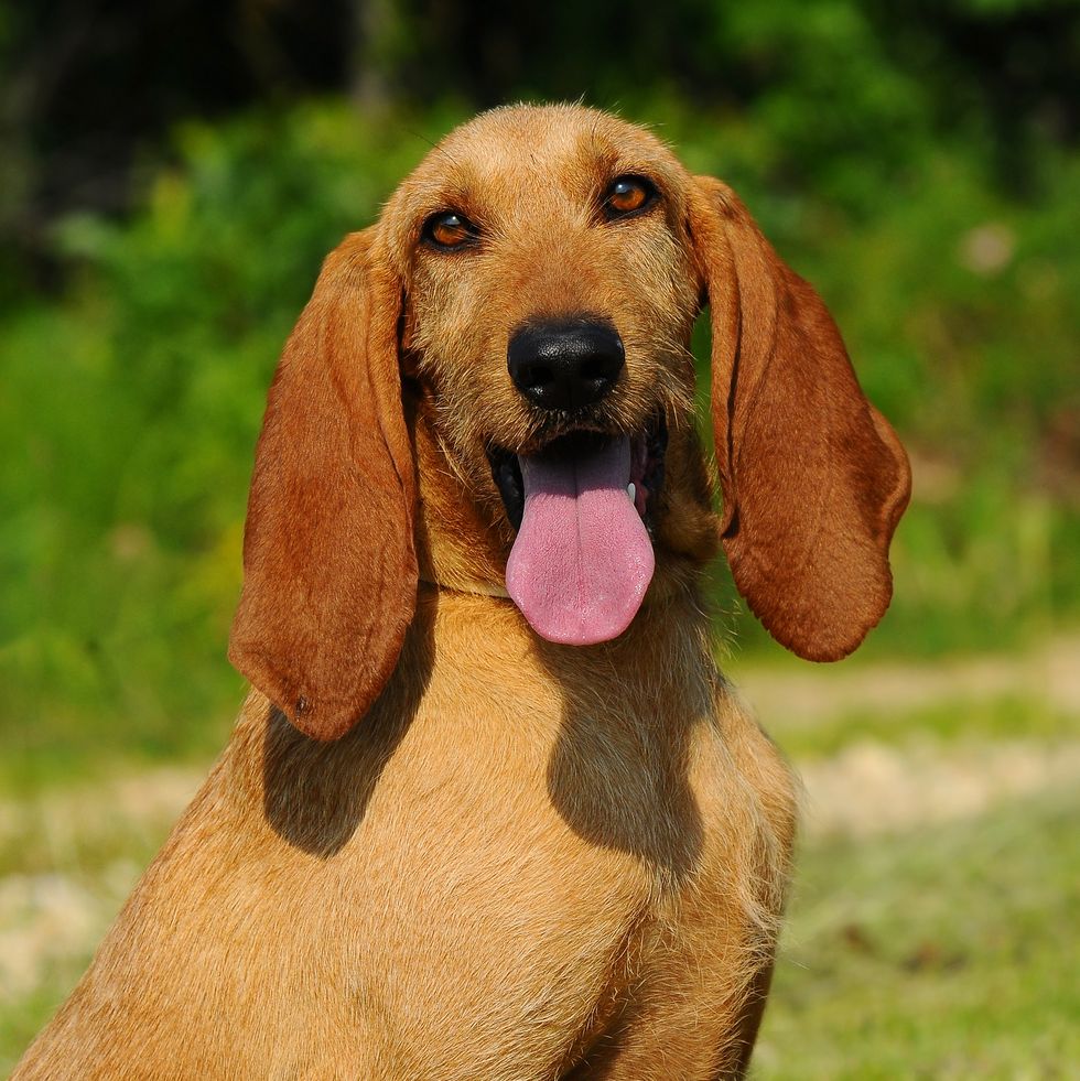 segugio italiano dog, the italian hound dog with a long head and ears