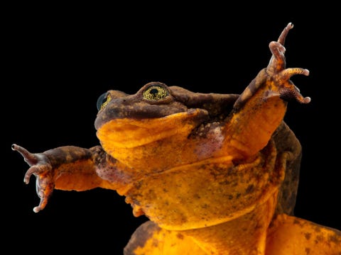 Telmatobius yuracare kwetsbaar De kikker Romeo leek tien jaar lang de laatste van zijn soort te zijn Maar op een expeditie in Bolivia in 2018 wisten biologen er nog vijf te vangen waaronder drie mogelijke partners