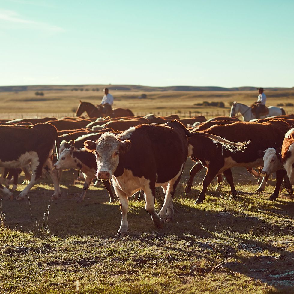 Herd, Bovine, Pasture, Grazing, Grassland, Livestock, Dairy cow, Herding, Rural area, Ecoregion, 