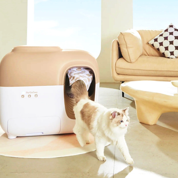best self cleaning litter boxes