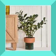 This is an image self watering planters