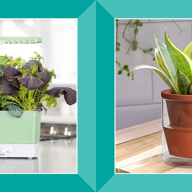 10 Indoor Plants & Planters