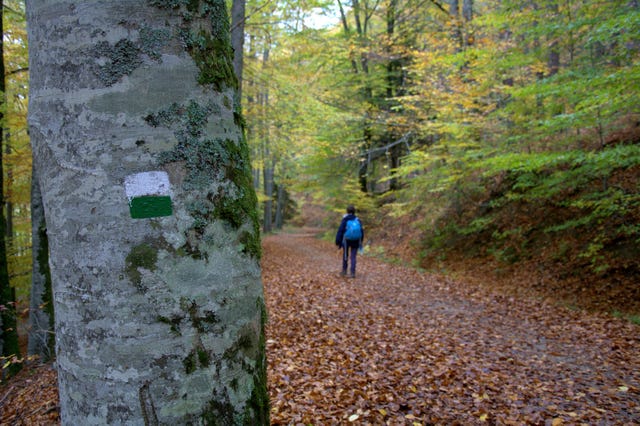 ruta arlekia lauzaran por la selva de irati