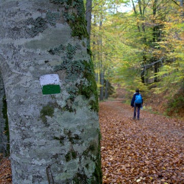 ruta arlekia lauzaran por la selva de irati