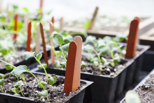 cómo cultivar plantas y hortalizas en casa con un semillero invertnadero